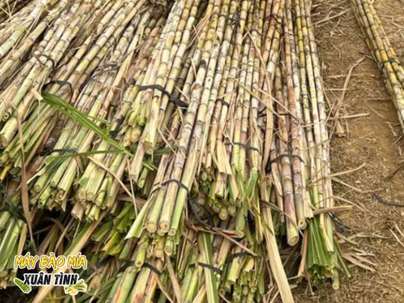 Chi phí đầu tư máy cạo vỏ mía có đắt không? Chi phí đầu tư máy cạo vỏ mía có đắt không?